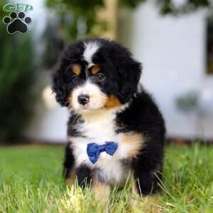 Rusty, Mini Bernedoodle Puppy